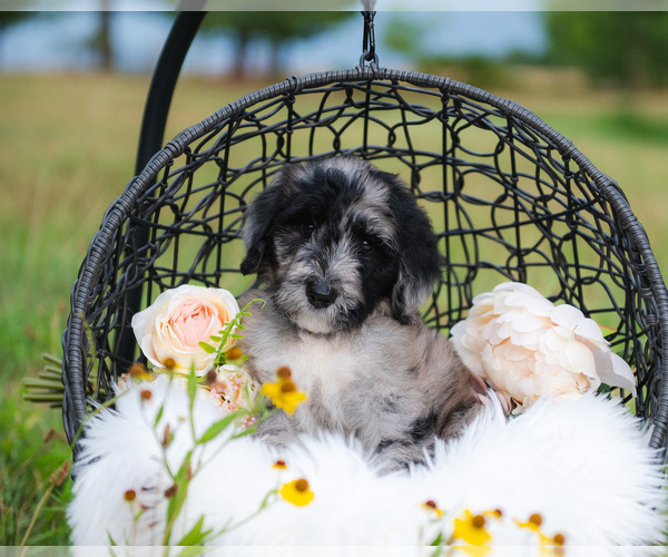 Medium Photo #5 Bordoodle Puppy For Sale in STRAFFORD, MO, USA
