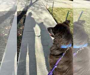 Jazzper - Male Mutt Dog for Adoption - Photo #12