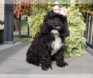 Cockapoo Puppy for Sale in MILLERSBURG, Ohio USA