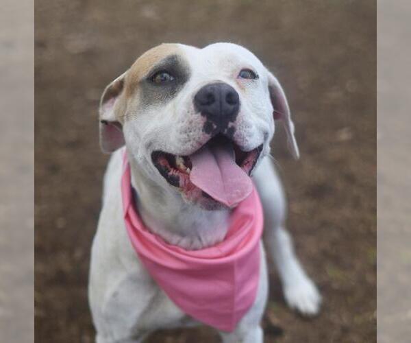 Medium Photo #1 American Bulldog-Unknown Mix Puppy For Sale in San Antonio, TX, USA