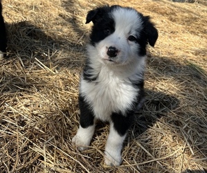 Border Collie Puppy for sale in SILVER CREEK, NY, USA
