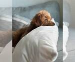 Small Photo #1 Poodle (Toy) Puppy For Sale in DENVER, CO, USA