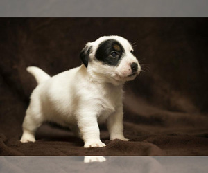 Jack Russell Terrier Puppy for sale in DES PLAINES, IL, USA