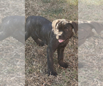 Small Photo #9 Cane Corso Puppy For Sale in ZEBULON, NC, USA