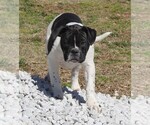 Small Photo #1 Alapaha Blue Blood Bulldog Puppy For Sale in MARBLE FALLS, AR, USA