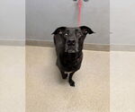 Small Labrador Retriever Mix