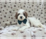 Small #3 Cavapoo