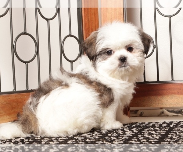 Medium Photo #2 Shih Tzu Puppy For Sale in NAPLES, FL, USA