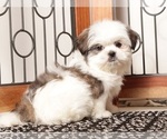 Small #1 Shih Tzu
