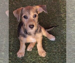 Mutt Dogs for adoption in Carrollton, TX, USA