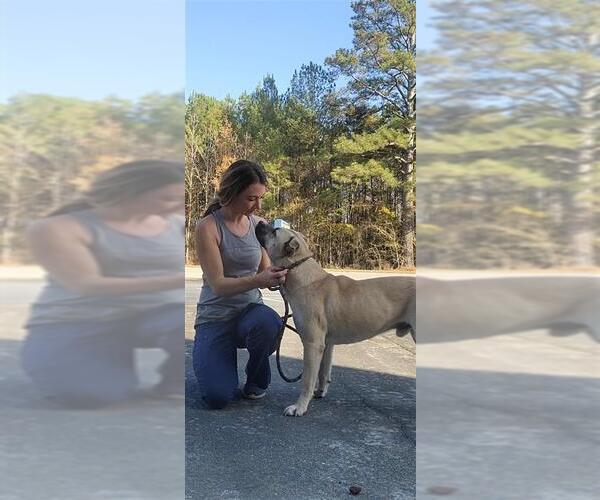 Medium Photo #6 Siberian Husky-Unknown Mix Puppy For Sale in Murfreesboro, NC, USA