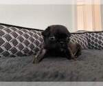 Small Photo #3 Pug Puppy For Sale in YELM, WA, USA
