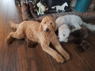 Mother of the Goldendoodle puppies born on 11/29/2018