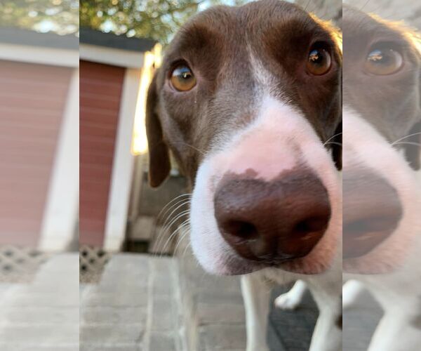 Medium Photo #11 Pointer-Unknown Mix Puppy For Sale in Woodbury, NY, USA