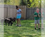 Small #12 American Pit Bull Terrier Mix