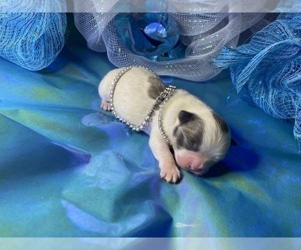 Medium Photo #7 Bullhuahua-Chihuahua Mix Puppy For Sale in RAWSONVILLE, MI, USA