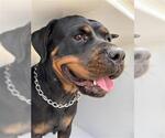 Small Rottweiler