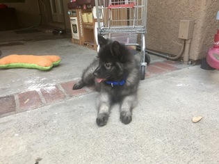 Keeshond Puppy for sale in YORBA LINDA, CA, USA