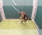 MEG - Female German Shepherd Dog Dog for Adoption - Small photo
