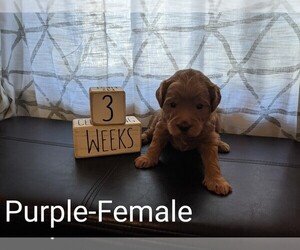 Goldendoodle (Miniature) Puppy for sale in WARSAW, NY, USA