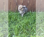 Small #1 Pomeranian