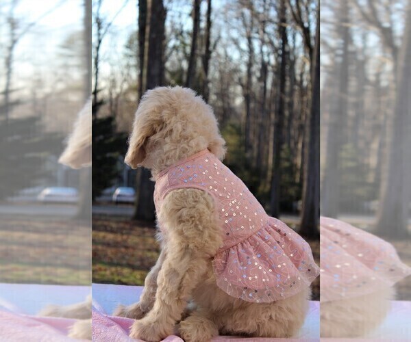 Medium Photo #2 Goldendoodle Puppy For Sale in TIMBERLAKE, NC, USA