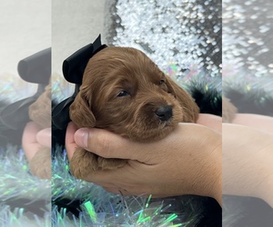 Goldendoodle (Miniature) Puppy for Sale in BULLARD, Texas USA