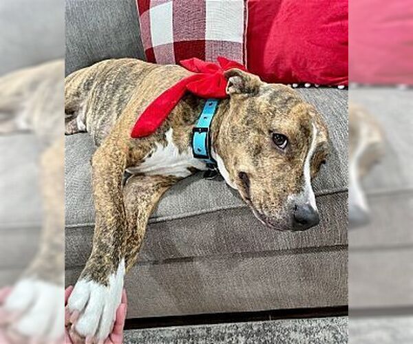 Medium Photo #4 Mutt Puppy For Sale in Dana Point, CA, USA