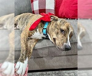 Mason Boy - Male Mutt Dog for Adoption - Photo #4