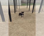 Small Mutt