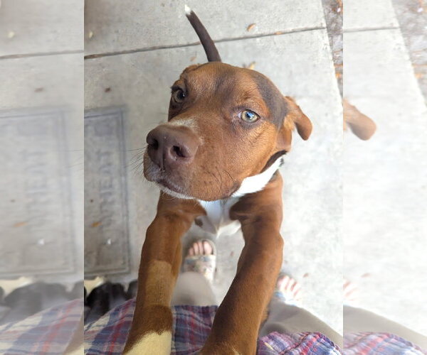 Medium Photo #8 Beagle Puppy For Sale in Dunnellon, FL, USA