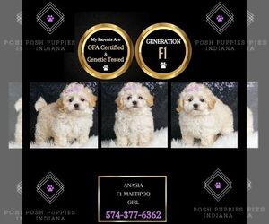 Maltipoo Puppy for sale in WARSAW, IN, USA