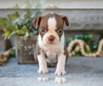 Small #2 Boston Terrier