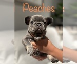 Puppy 3 French Bulldog