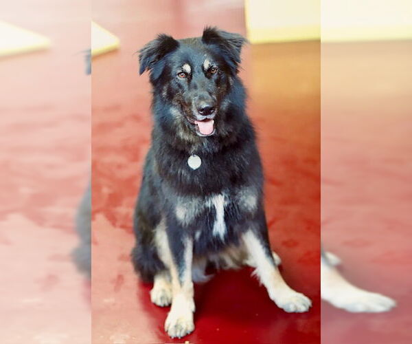 Medium Photo #2 Australian Shepherd-German Shepherd Dog Mix Puppy For Sale in Webster, WI, USA