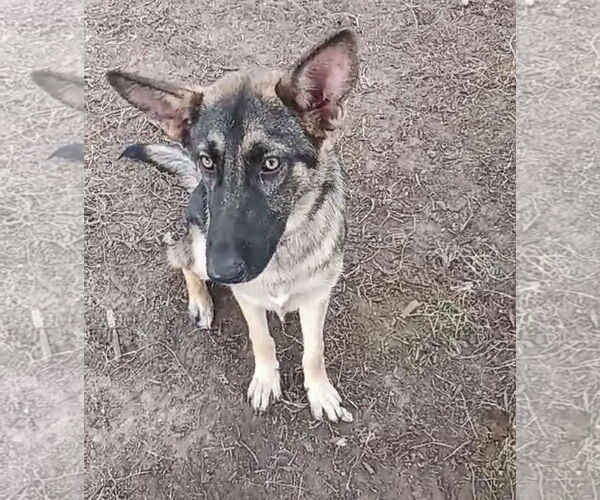 Medium Photo #2 German Shepherd Dog Puppy For Sale in Kankakee, IL, USA