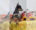 Small Photo #2 Mutt Puppy For Sale in Foristell, MO, USA