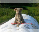 Small Photo #6 German Shepherd Dog Puppy For Sale in PIEDMONT, MO, USA