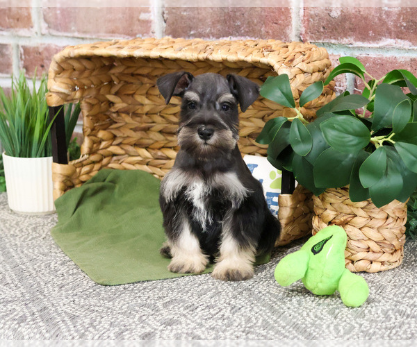 Medium Photo #6 Schnauzer (Miniature) Puppy For Sale in SYRACUSE, IN, USA