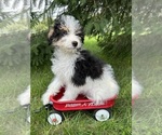 Small Photo #5 Bernedoodle (Miniature) Puppy For Sale in MIDDLEBURY, IN, USA