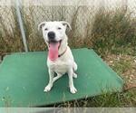 Small #4 American Pit Bull Terrier Mix