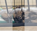 Small #4 Pekingese