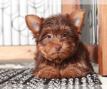 Small #4 Yorkshire Terrier