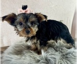 Small #5 Yorkshire Terrier