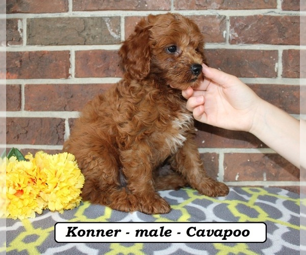 Medium Photo #3 Cavapoo (Miniature) Puppy For Sale in CLARKRANGE, TN, USA