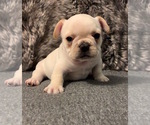 Small #3 French Bulldog