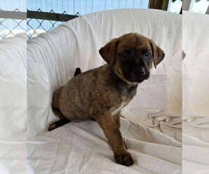 Labrador Retriever-Unknown Mix Dogs for adoption in Rustburg, VA, USA