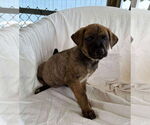 Small Labrador Retriever Mix