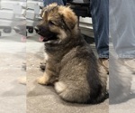 Small #5 German Shepherd Dog