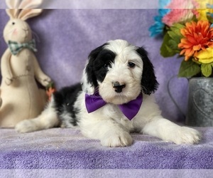 Sheepadoodle Puppy for sale in LANCASTER, PA, USA